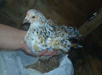 bantam chicks