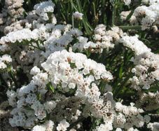 (S) Statice WHITE seeds 0.3g (415670)