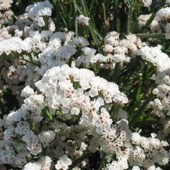 (S) Statice WHITE seeds 0.3g (415670)