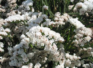 (S) Statice WHITE seeds 0.3g (415670)