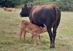 Sucklers First Calvers