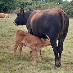 Sucklers First Calvers