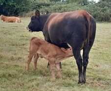Sucklers First Calvers