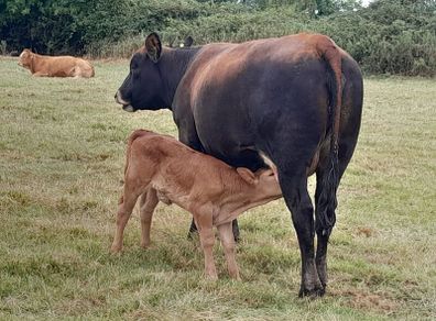 Sucklers First Calvers