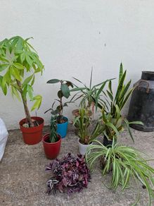 Mature indoor plant collection