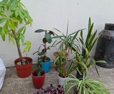 Mature indoor plant collection