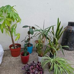 Mature indoor plant collection