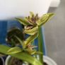 Cymbidium orchids Image 2