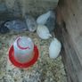 quail Image 6