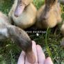 Hatching Eggs & Ducklings - Orpington Ducks Image 2