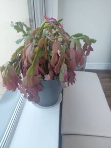 Christmas Cactus