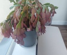Christmas Cactus