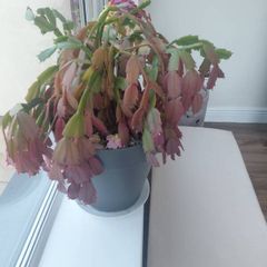 Christmas Cactus