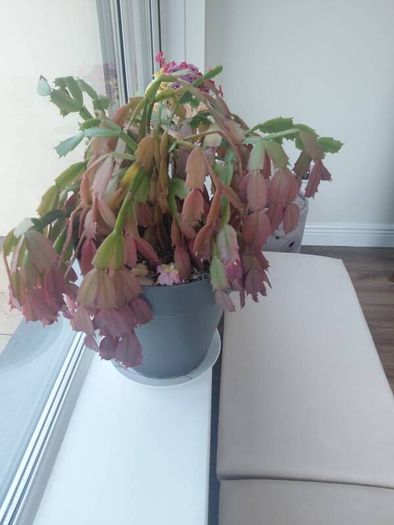 Christmas Cactus