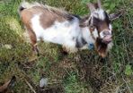 Pygmy goat