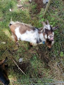 Pygmy goat
