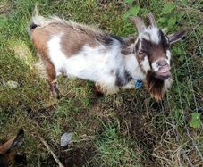 Pygmy goat
