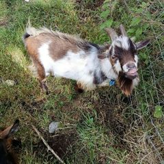 Pygmy goat