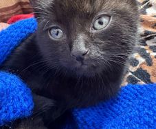 kittens