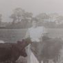 Antique Unposted RPPC  Early 20th C. Rural Farming Scene, Elswick Image 2