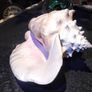 Large seashell Image 3