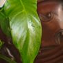 Philodendron Mottled Dragon Image 8