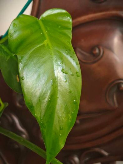 Philodendron Mottled Dragon