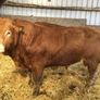 Bulls Image 5
