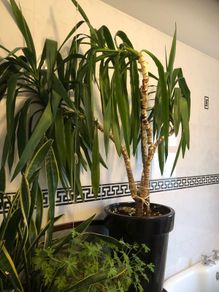 yucca