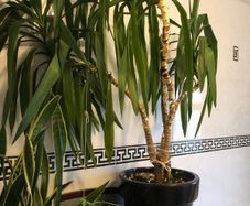 yucca