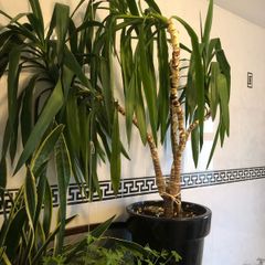 yucca