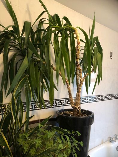 yucca