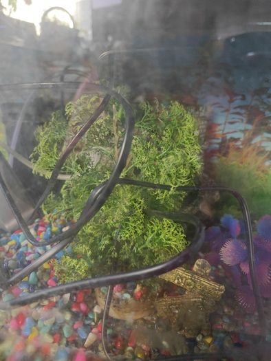 Fish Tank. There is a slight crack on the side of it but no leak as it's plastered. See the pic.  NO ACCESSORIES. TANK ONLY....