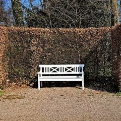 Green and Copper Beech /Hornbeam hedging from 1 eu