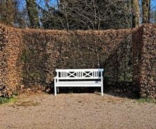 Green+ Copper Beech Hornbeam Hedging from 1 euro