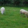 Texel and Charloais Rams Image 5