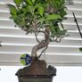 Bonsai Ficus Image 2
