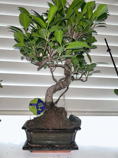 Bonsai Ficus
