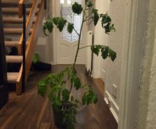 Free Tomato Plants