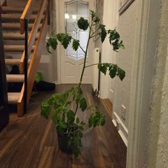 Free Tomato Plants