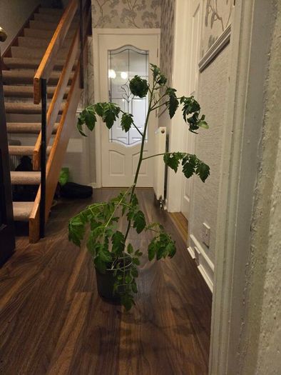 Free Tomato Plants