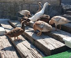 Indian Runner Ducks