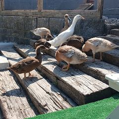 Indian Runner Ducks