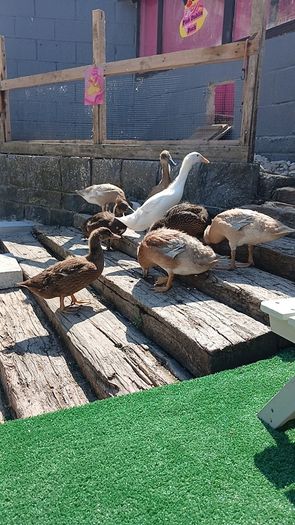 Indian Runner Ducks