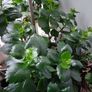 House plant Image 4