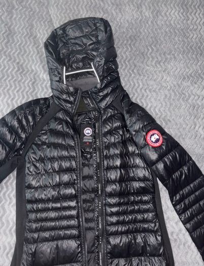 canada goose