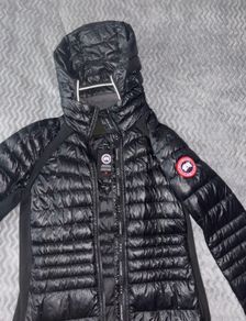 canada goose