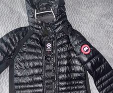 canada goose