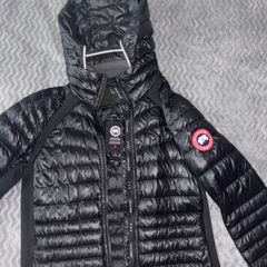 canada goose