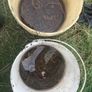 Live & frozen baits Image 7